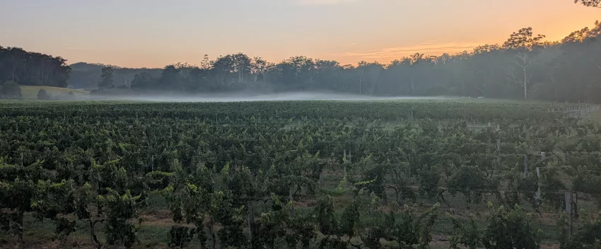 Vines at sunrise